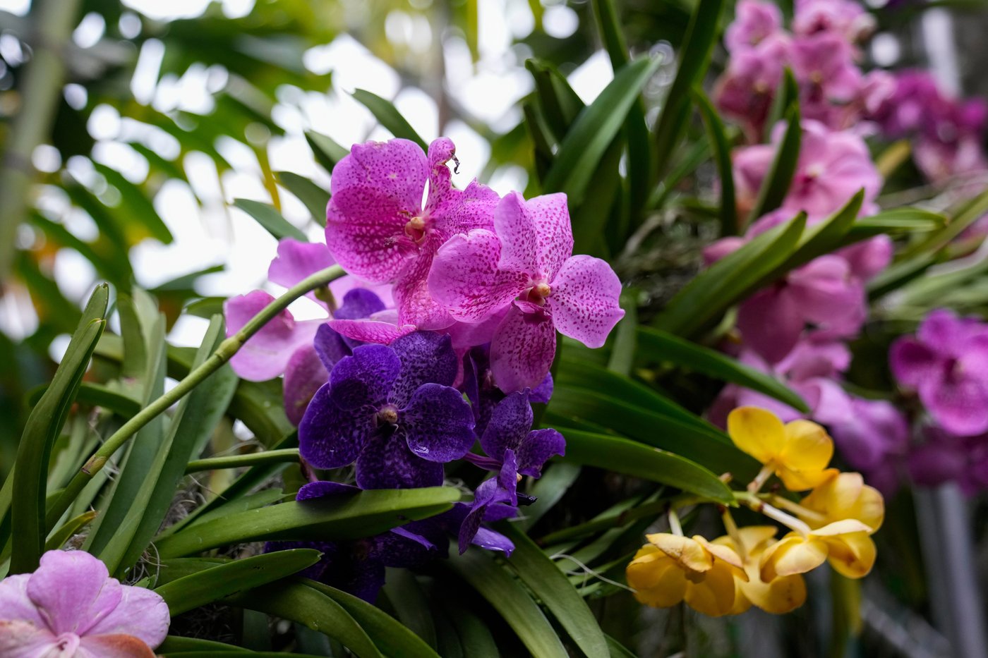 Photos of Chicago’s retro '70s themed orchids show | iNFOnews.ca