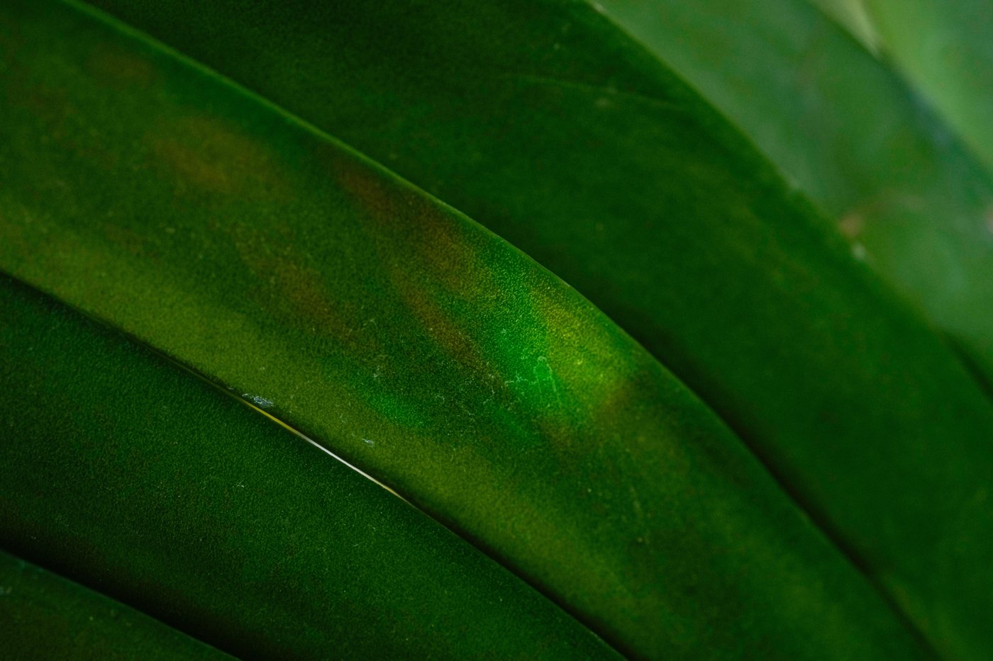 Photos of Chicago’s retro '70s themed orchids show | iNFOnews.ca