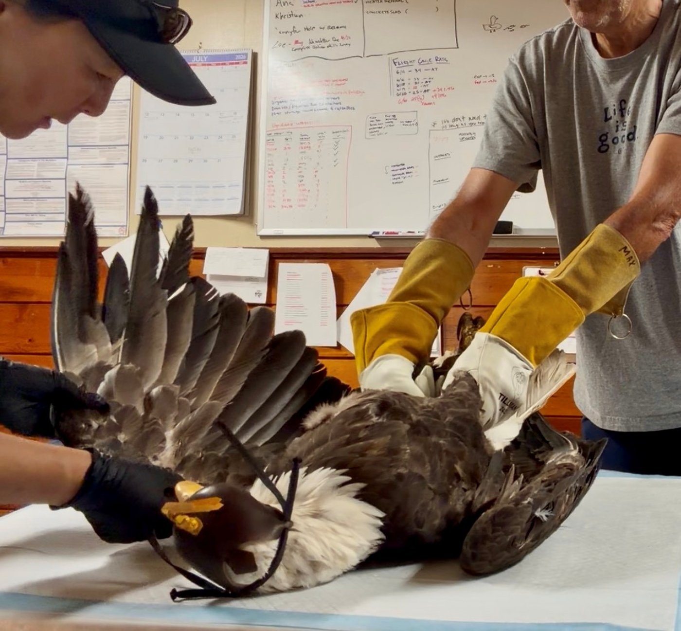 Jackie, the California bald eagle who became an internet sensation, dies after illness | iNFOnews.ca Jackie, the California bald eagle who became an internet sensation, dies after illness | iNFOnews.ca