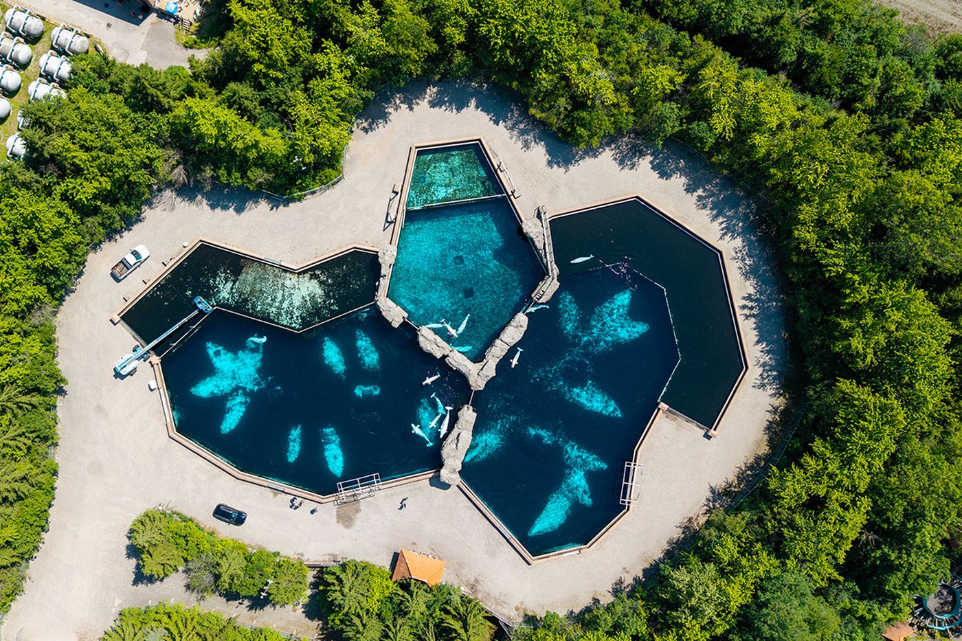 Six whales moved out of Marineland in 'complex' operation, headed to U.S. aquariums | iNFOnews.ca Six whales moved out of Marineland in 'complex' operation, headed to U.S. aquariums | iNFOnews.ca