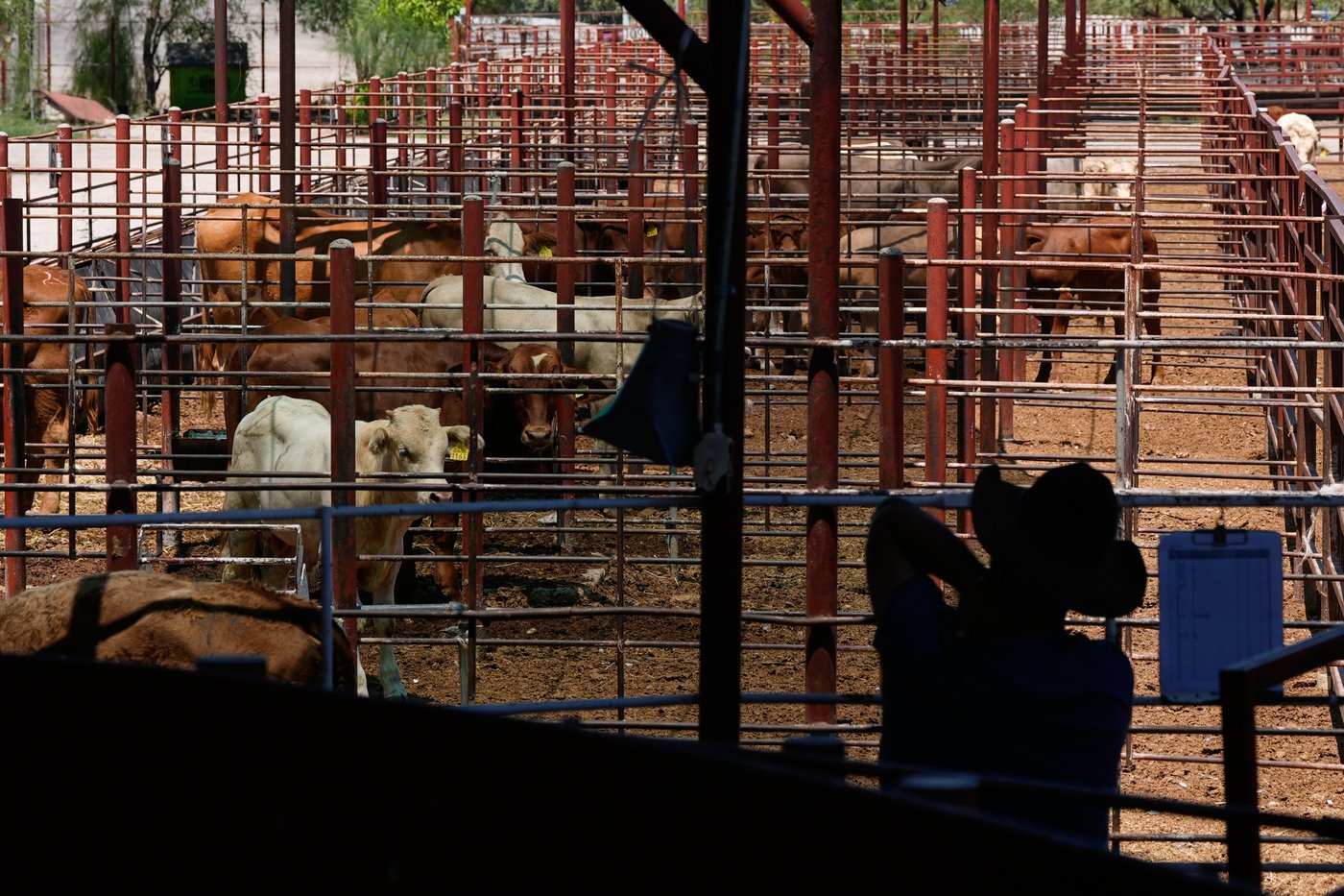 Mexico’s ranchers look north to the US as screwworm ban nears end, in photos | iNFOnews.ca