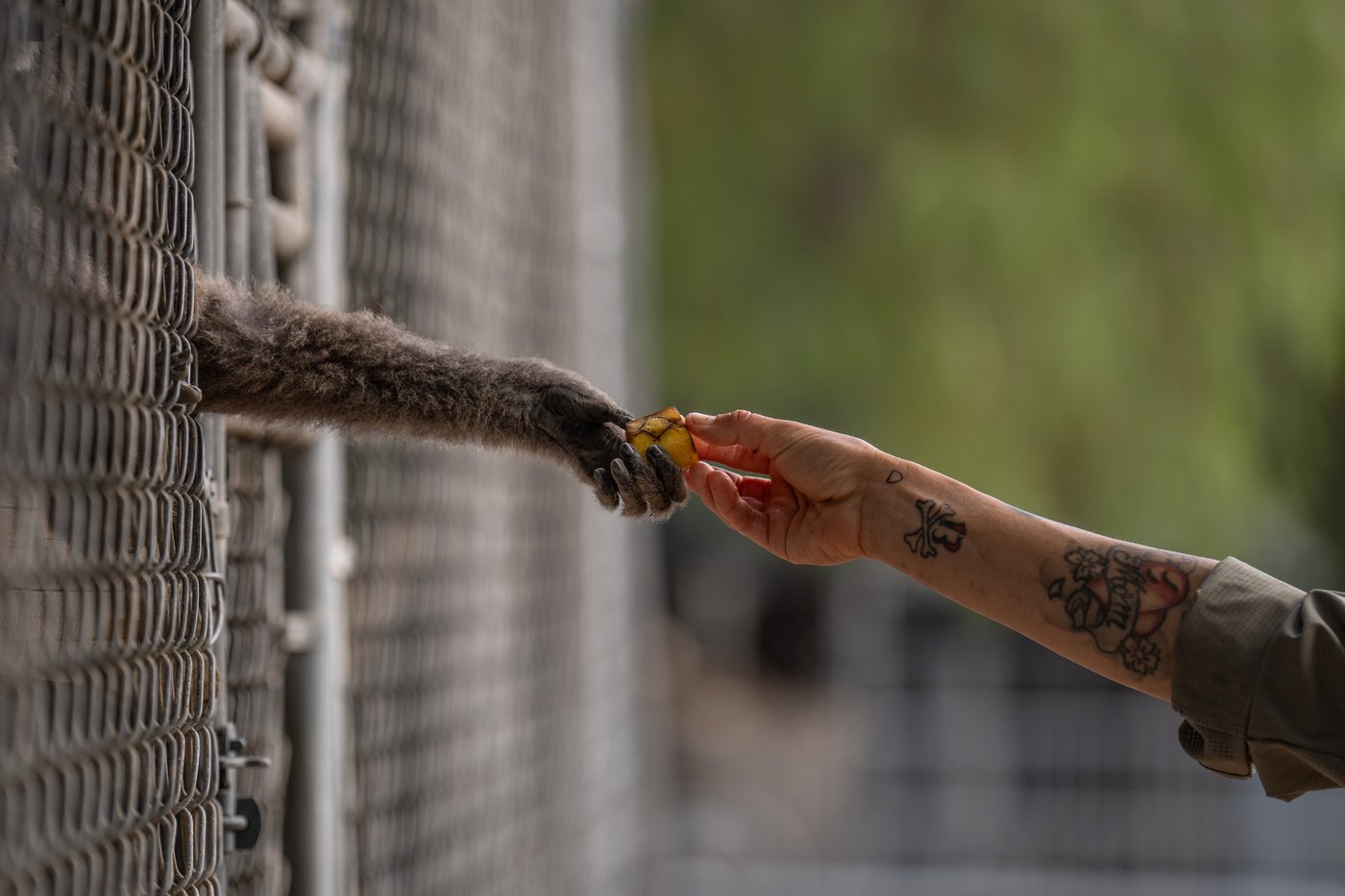 A haven for endangered gibbons, in photos | iNFOnews.ca