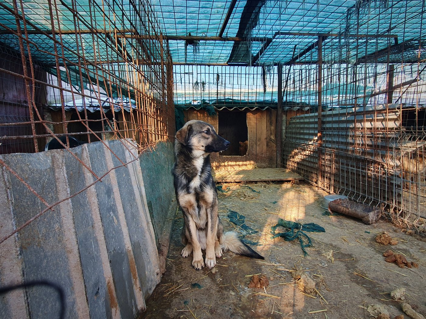 Animal welfare group finds systemic neglect at public dog shelters in Romania | iNFOnews.ca