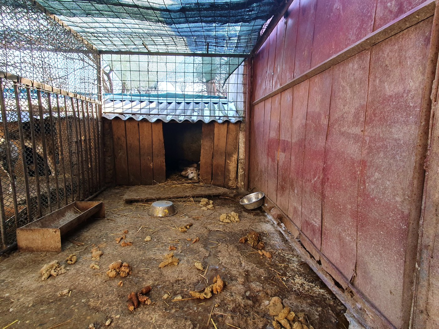 Animal welfare group finds systemic neglect at public dog shelters in Romania | iNFOnews.ca