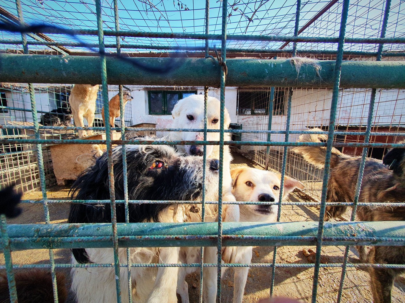 Animal welfare group finds systemic neglect at public dog shelters in Romania | iNFOnews.ca