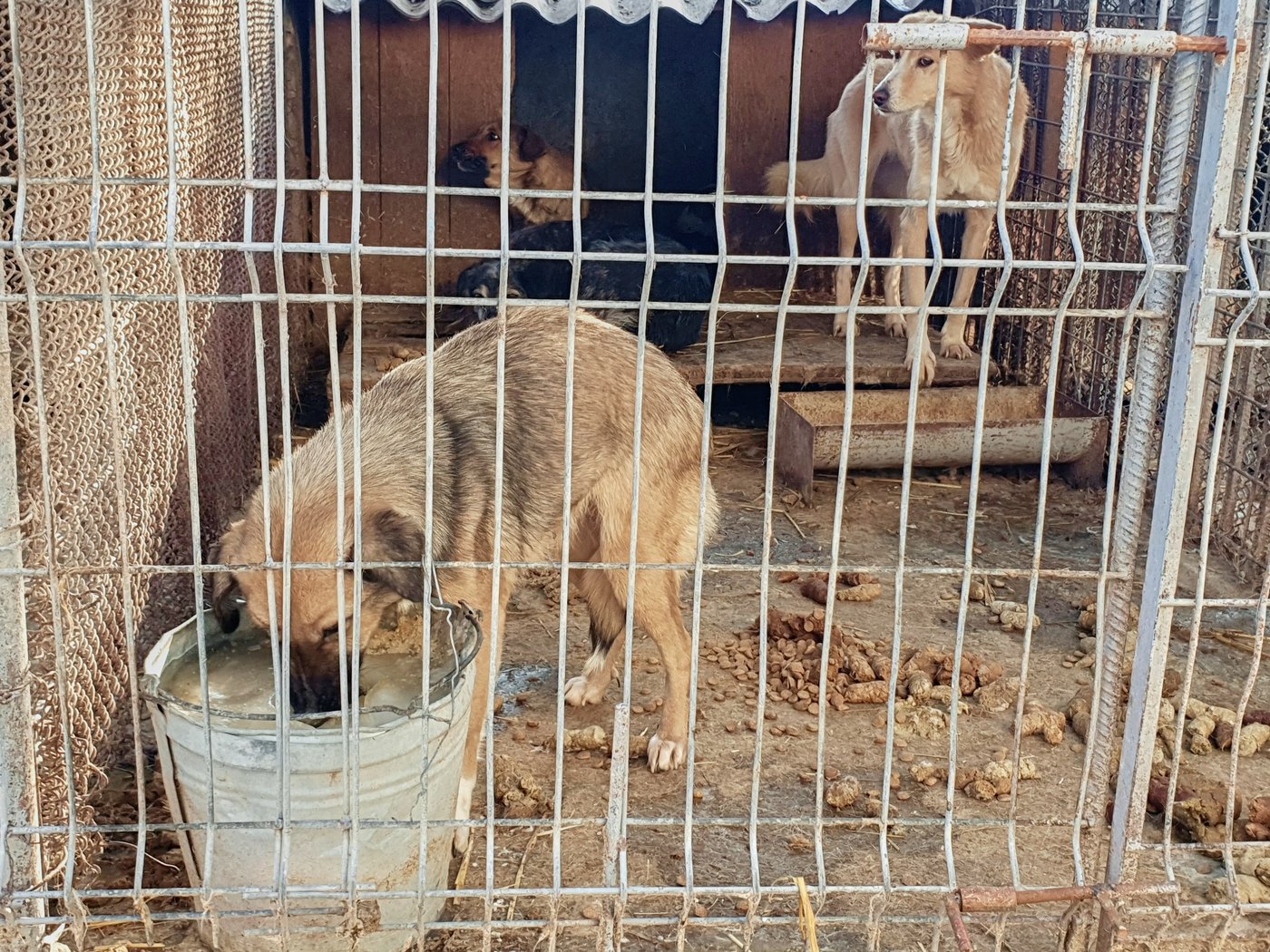 Animal welfare group finds systemic neglect at public dog shelters in Romania | iNFOnews.ca