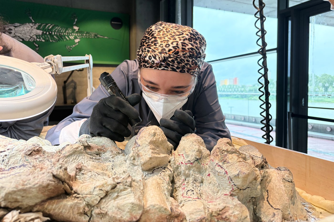 2,000 volunteers join a painstaking effort to restore massive skeleton of prehistoric predator | iNFOnews.ca 2,000 volunteers join a painstaking effort to restore massive skeleton of prehistoric predator | iNFOnews.ca