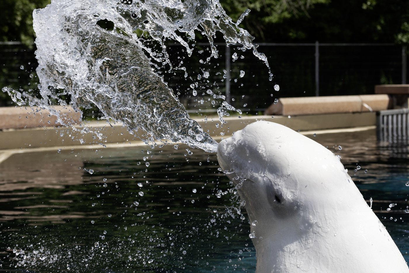 Everyone loved Marineland - then the tide turned. A look inside the park's final days | iNFOnews.ca