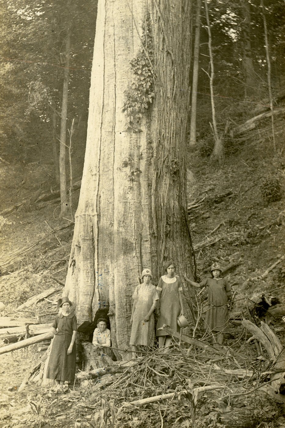 A lost icon: The American chestnut and its central place in the eastern landscape | iNFOnews.ca