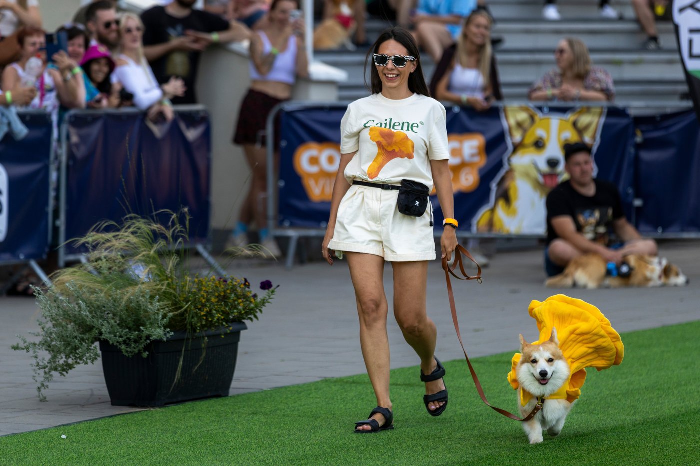 Corgis run, bark and sniff their way to glory at a growing international race | iNFOnews.ca Corgis run, bark and sniff their way to glory at a growing international race | iNFOnews.ca
