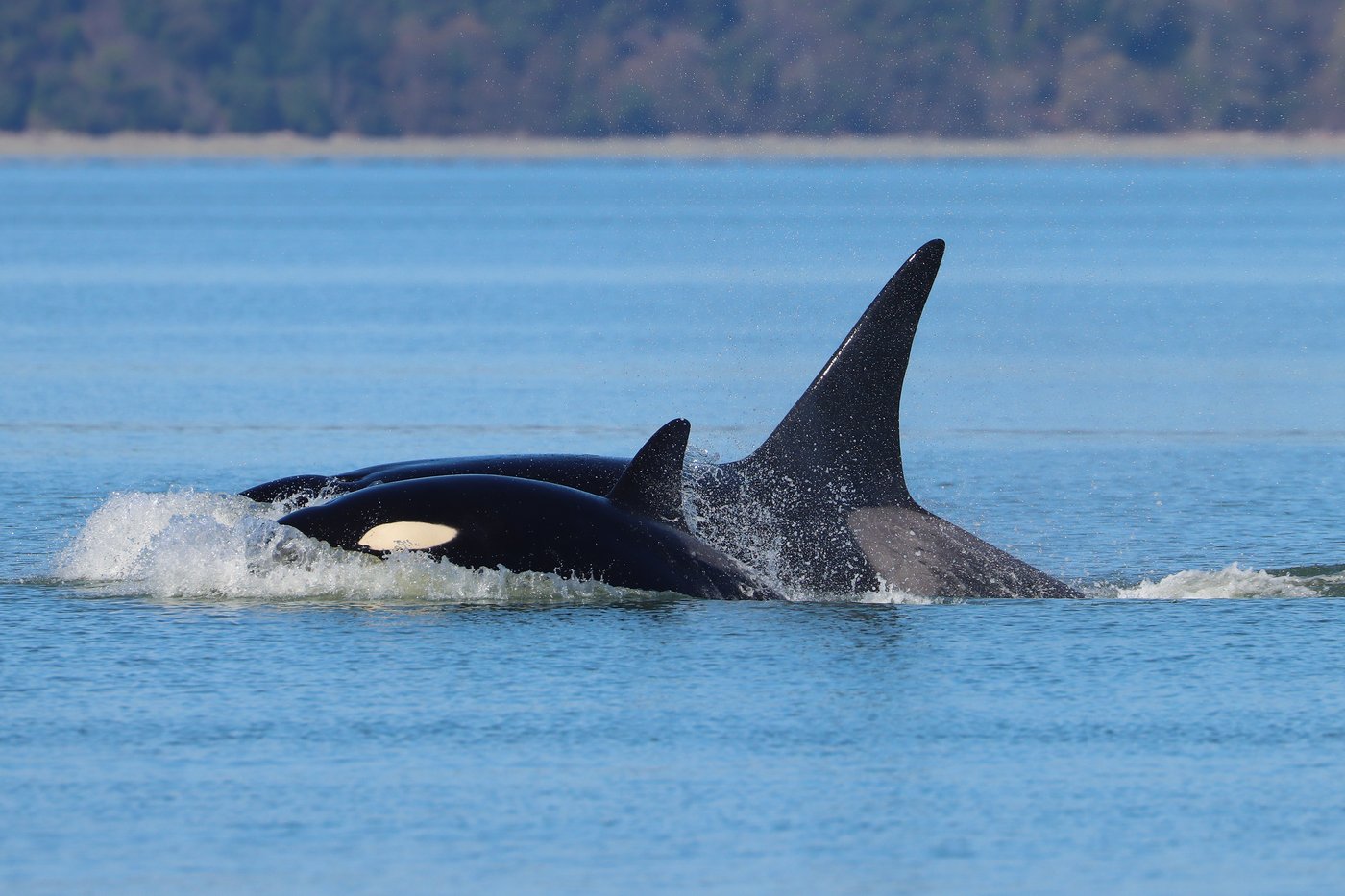 Orcas never seen before in Seattle delight whale watchers with a visit | iNFOnews.ca