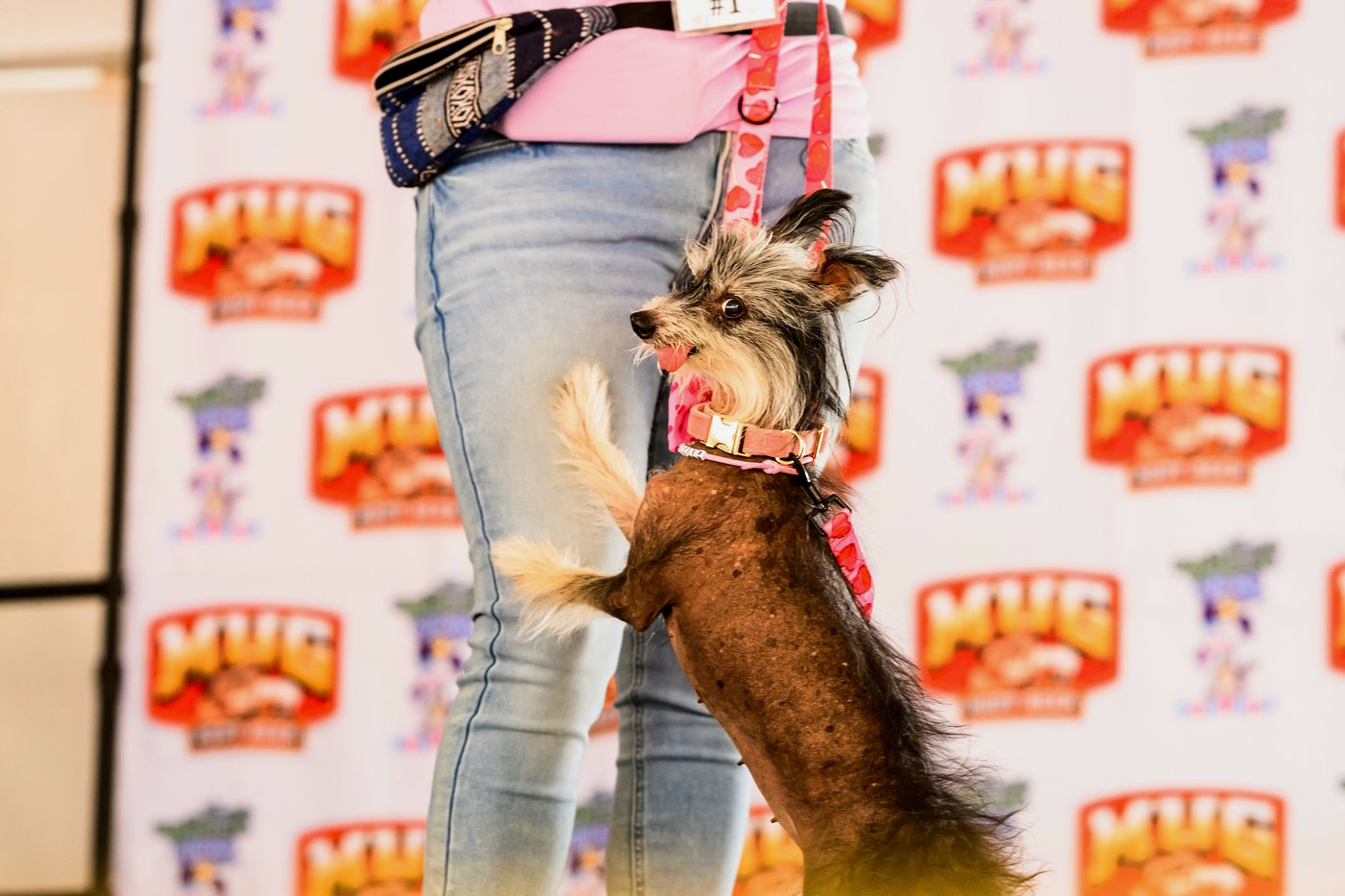 Photos show the World’s Ugliest Dog Contest in California | iNFOnews.ca