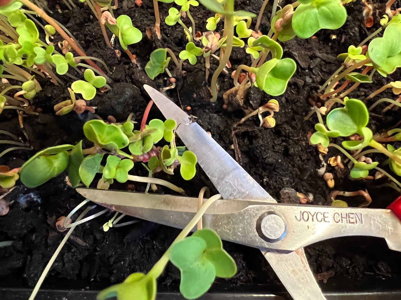 Microgardening means getting a surprisingly big harvest from a windowsill or balcony garden | iNFOnews.ca