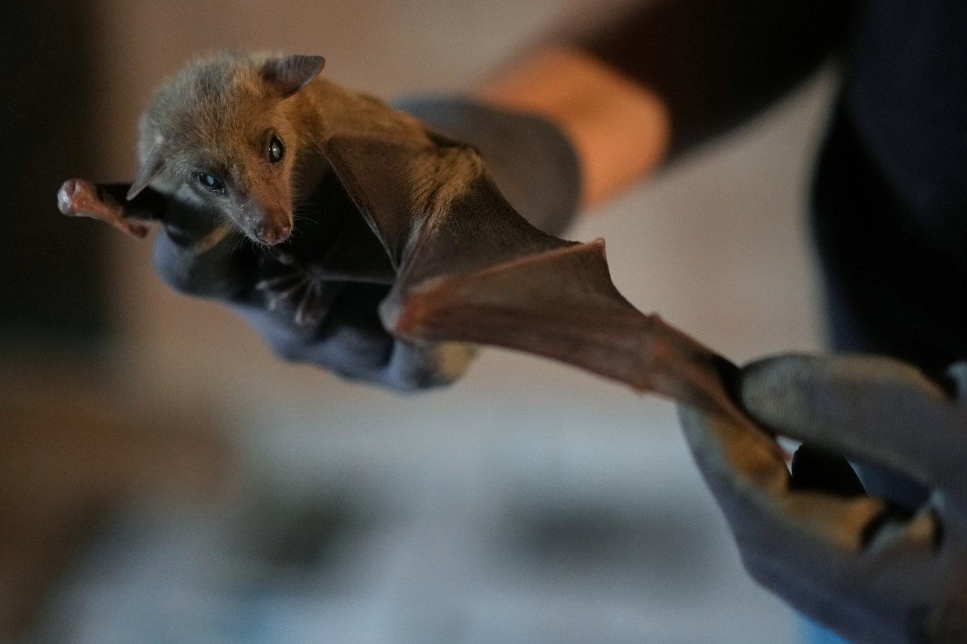 Volunteers work to protect displaced bats at an Italian Bat Conservation, in photos | iNFOnews.ca