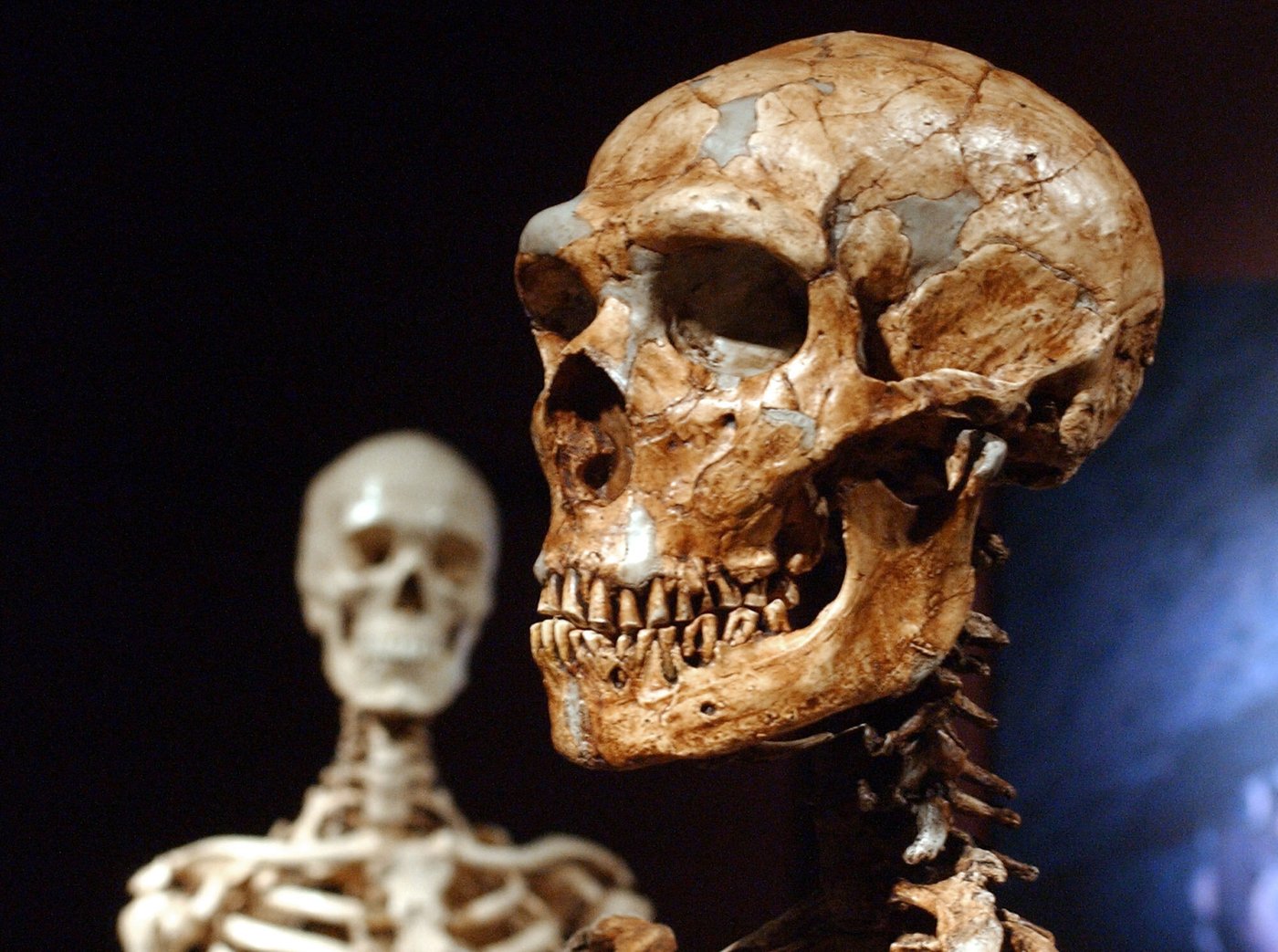 Ancient coupling may have happened more between human females and Neanderthal males | iNFOnews.ca