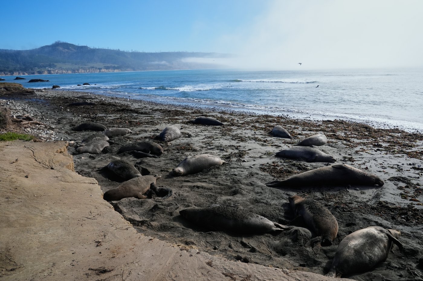 Bird flu outbreak in California elephant seals prompts officials to cancel popular tours | iNFOnews.ca