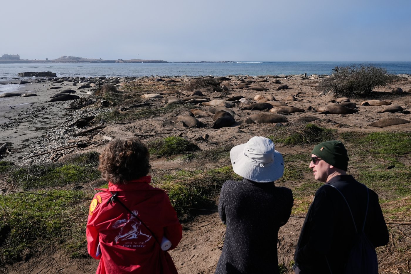 Bird flu outbreak in California elephant seals prompts officials to cancel popular tours | iNFOnews.ca