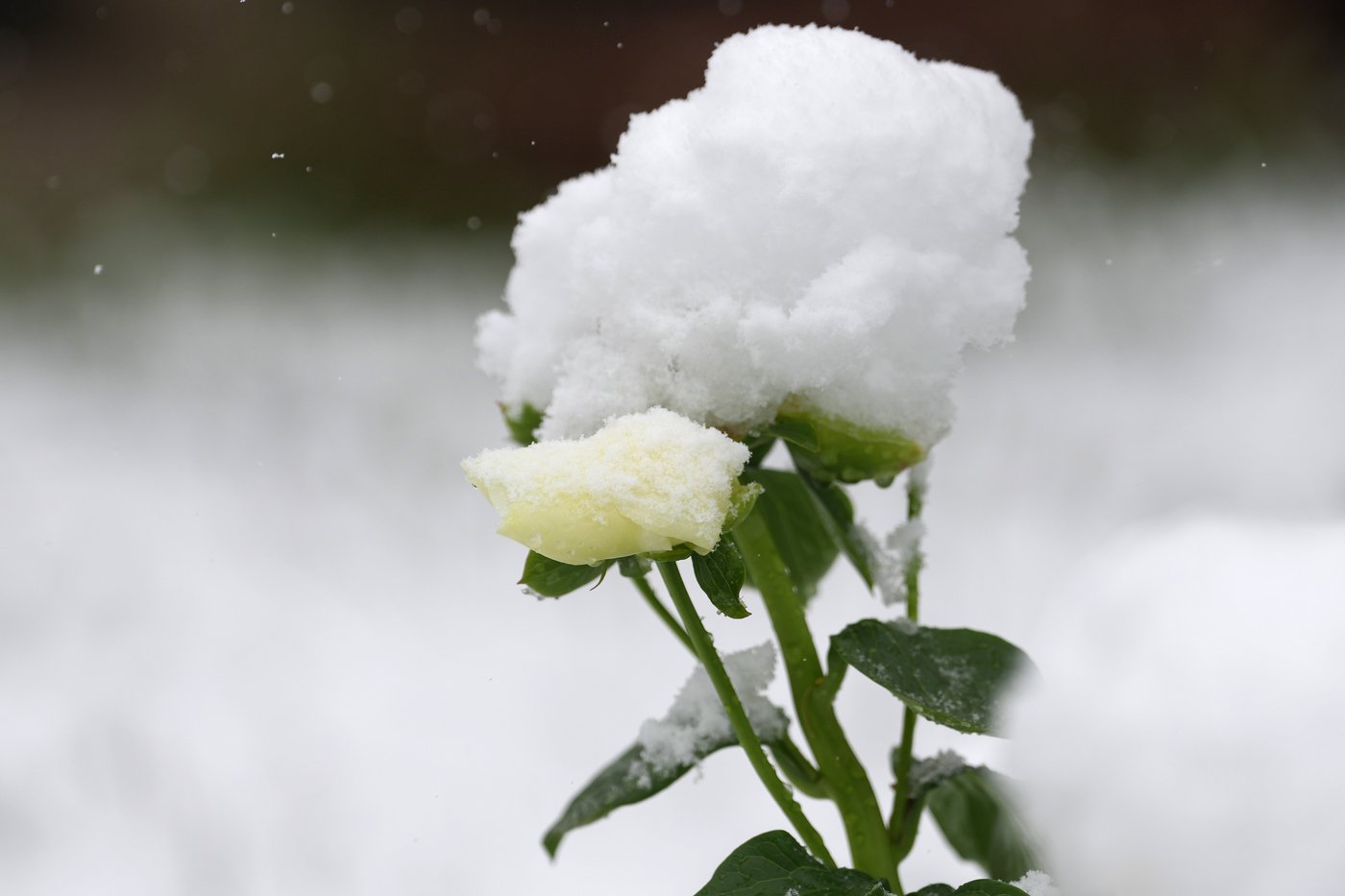 A late spring snowstorm slams Colorado, closing schools and disrupting commuters | iNFOnews.ca