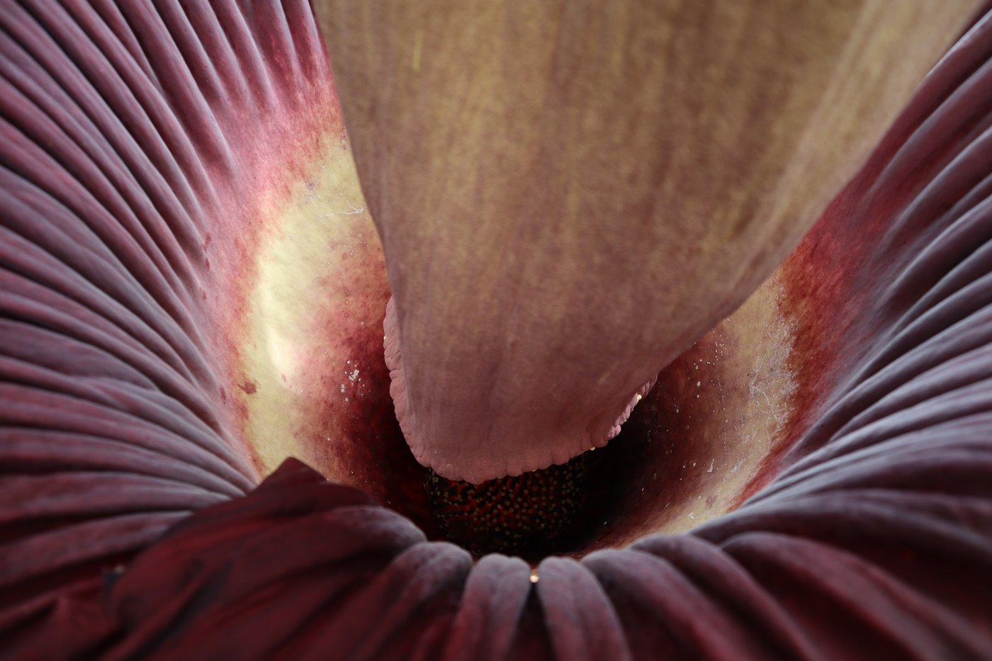 Mount Holyoke’s corpse flower blooms again, drawing crowds to its ‘rotting flesh’ stench | iNFOnews.ca