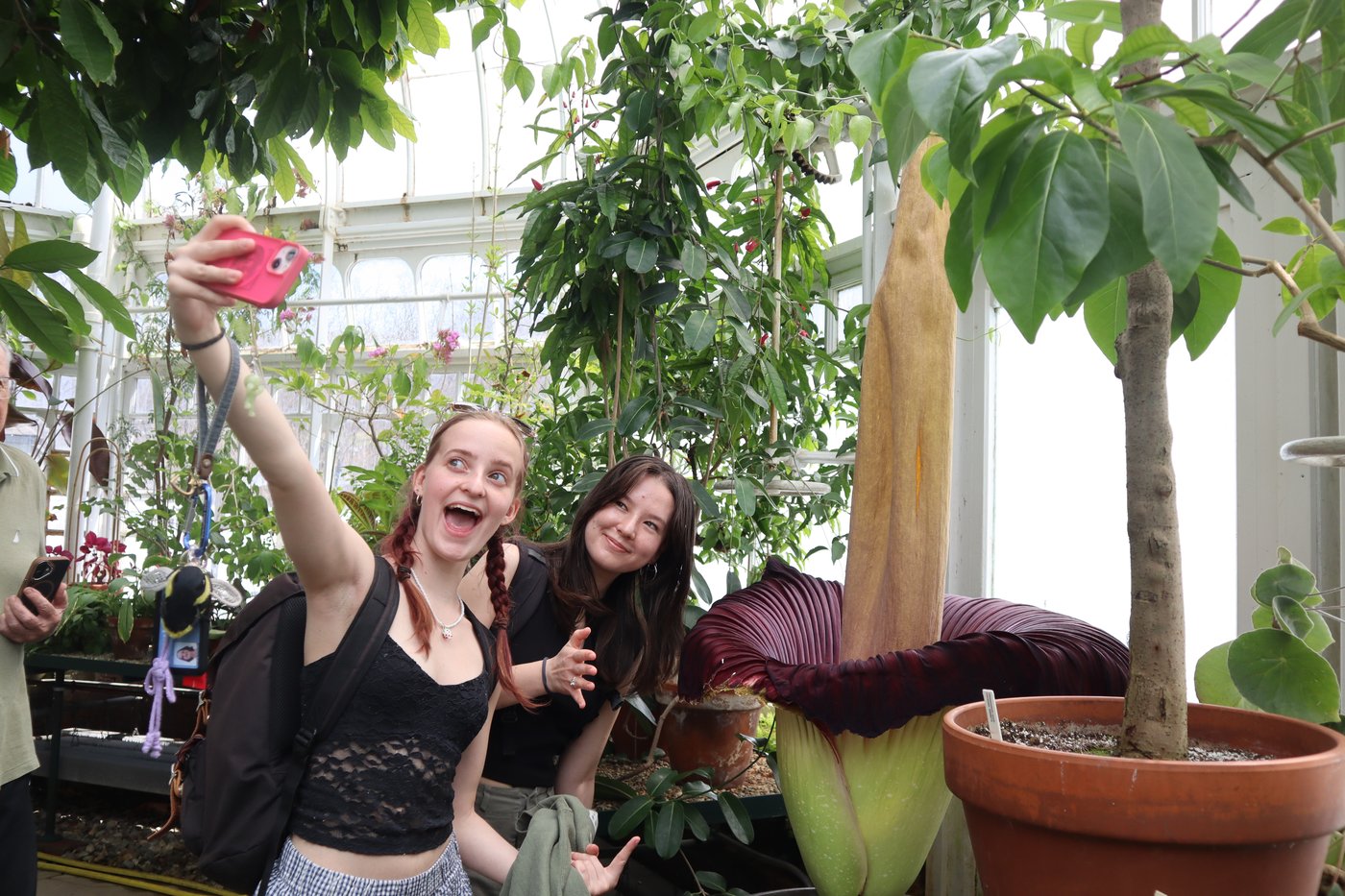 Mount Holyoke’s corpse flower blooms again, drawing crowds to its ‘rotting flesh’ stench | iNFOnews.ca