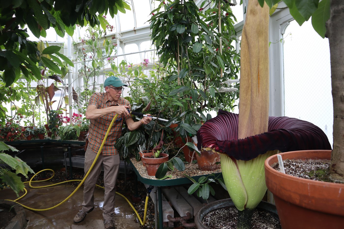 Mount Holyoke’s corpse flower blooms again, drawing crowds to its ‘rotting flesh’ stench | iNFOnews.ca