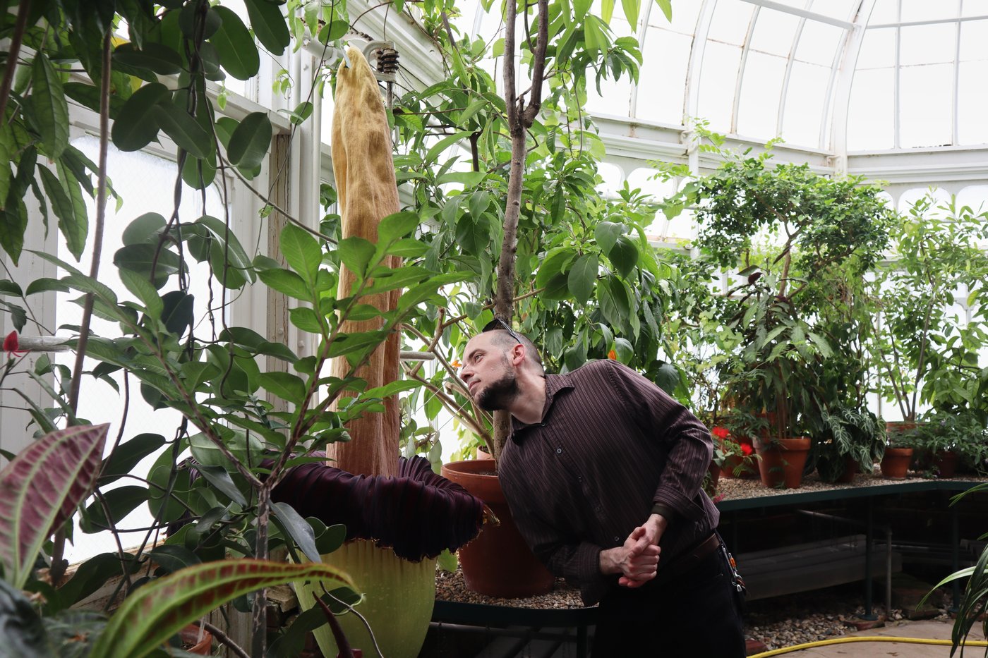 Mount Holyoke’s corpse flower blooms again, drawing crowds to its ‘rotting flesh’ stench | iNFOnews.ca
