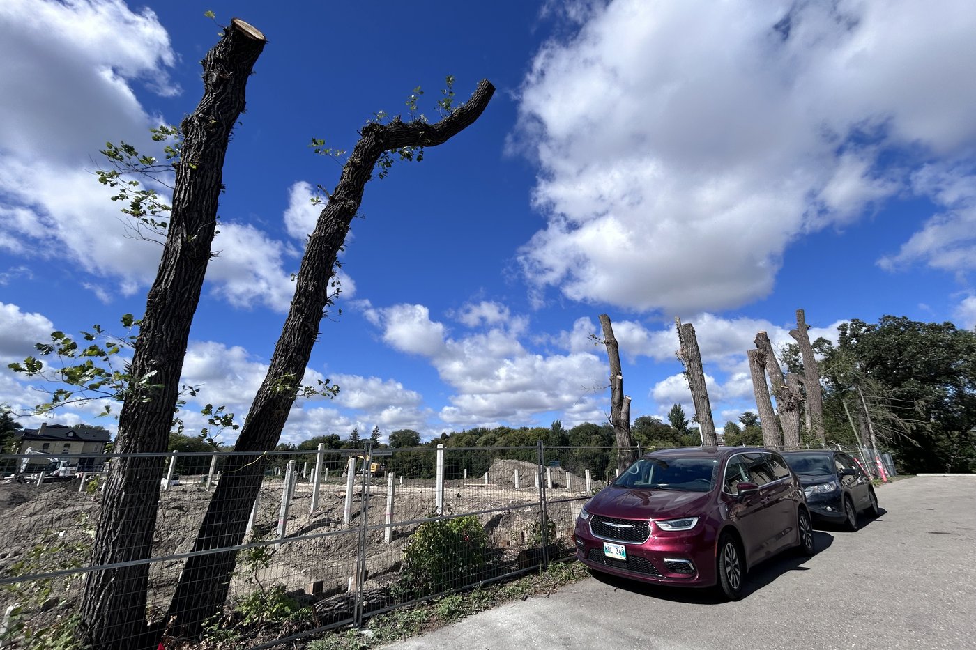 Advocates planting the seed of a tree protection law in Winnipeg's election