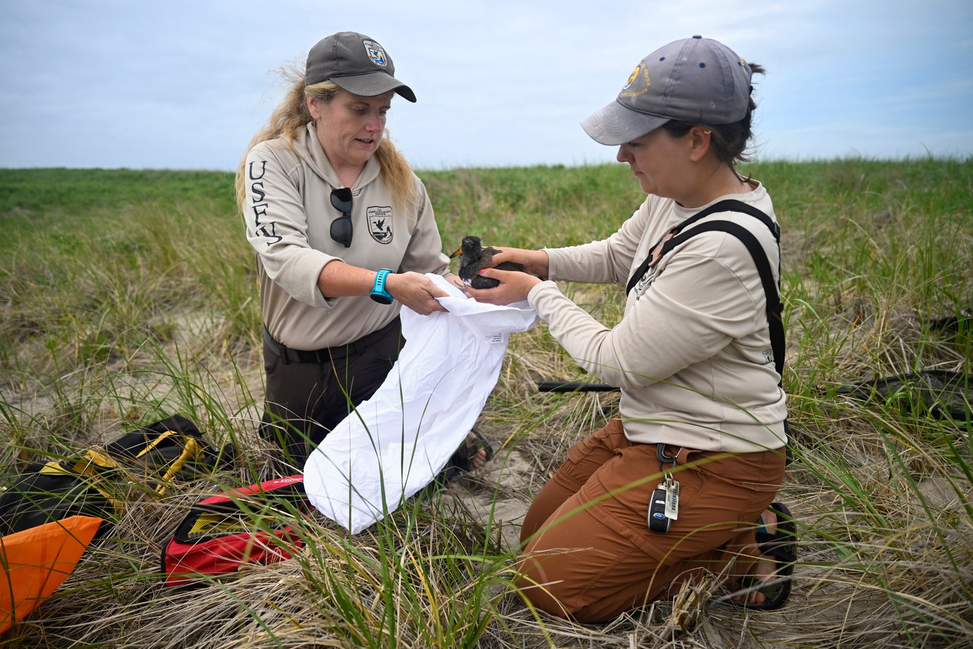 Oystercatchers, known for sharp bills and beady eyes, are making a comeback thanks to conservation | iNFOnews.ca Oystercatchers, known for sharp bills and beady eyes, are making a comeback thanks to conservation | iNFOnews.ca