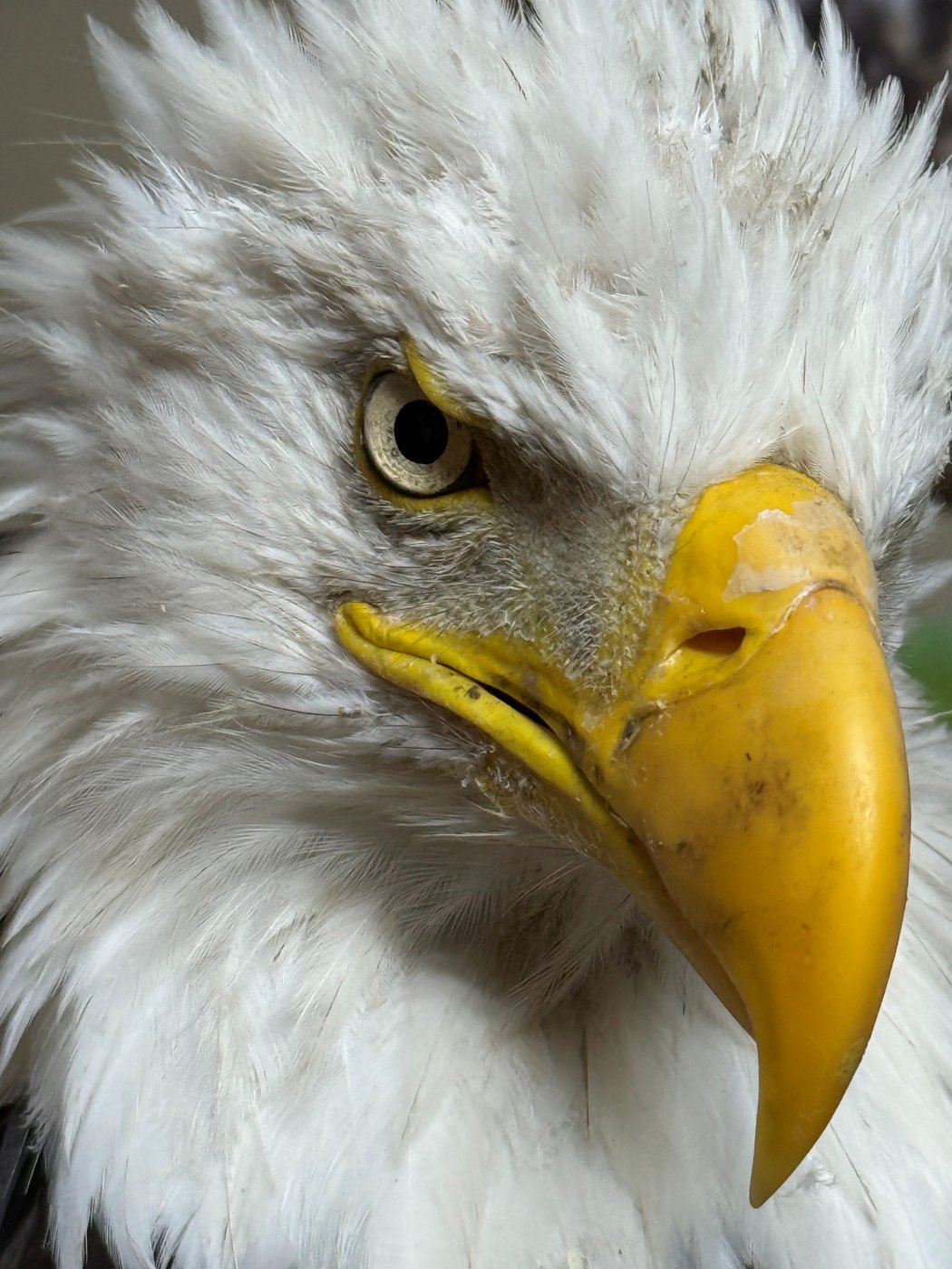 Jackie, the California bald eagle who became an internet sensation, dies after illness | iNFOnews.ca Jackie, the California bald eagle who became an internet sensation, dies after illness | iNFOnews.ca