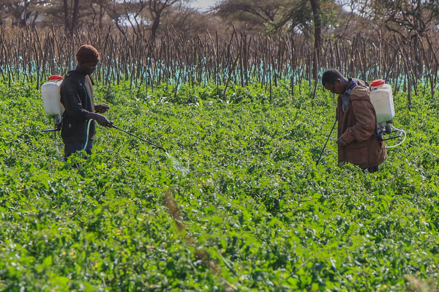 Farmers in Kenya dispute that cyanide poisoning could have killed 16 elephants | iNFOnews.ca