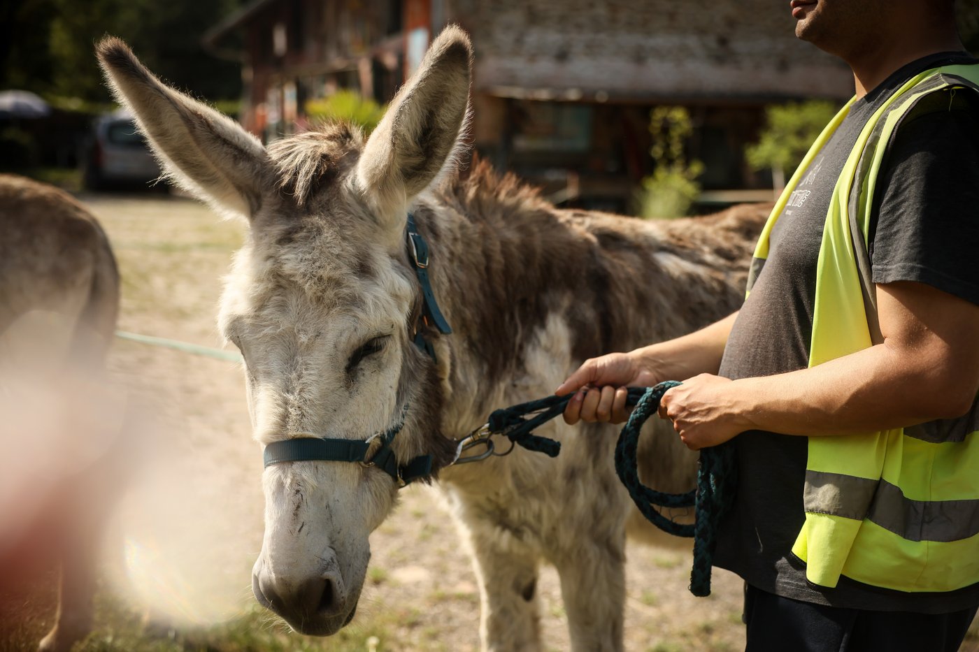 Patients find help with therapy donkeys at psychiatric hospital near Paris | iNFOnews.ca