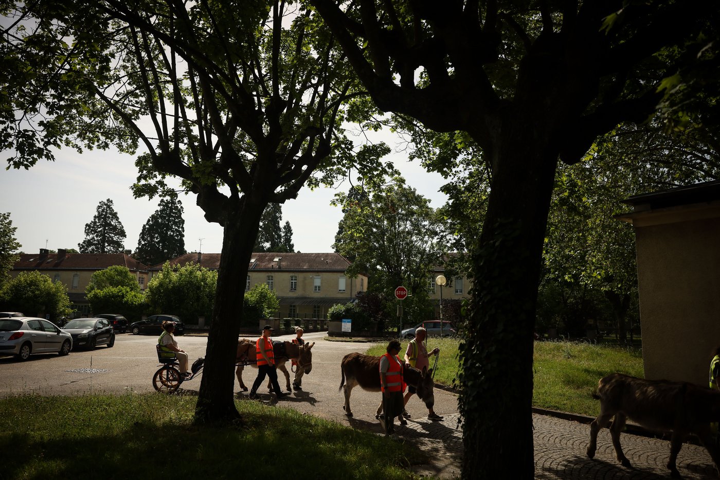 Patients find help with therapy donkeys at psychiatric hospital near Paris | iNFOnews.ca
