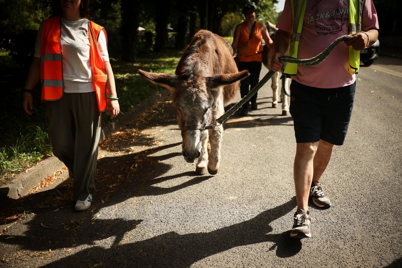 Patients find help with therapy donkeys at psychiatric hospital near Paris | iNFOnews.ca