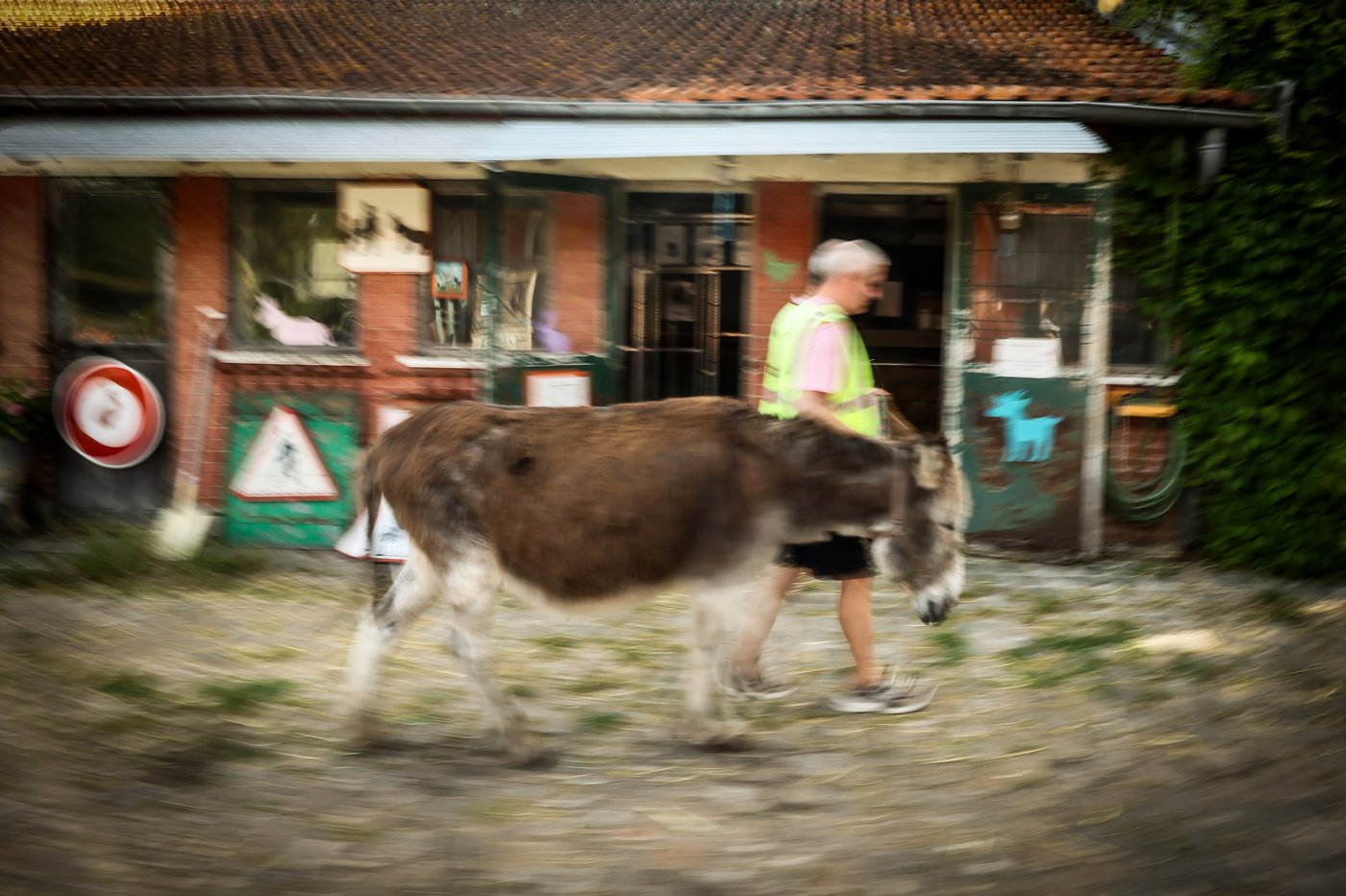 Patients find help with therapy donkeys at psychiatric hospital near Paris | iNFOnews.ca