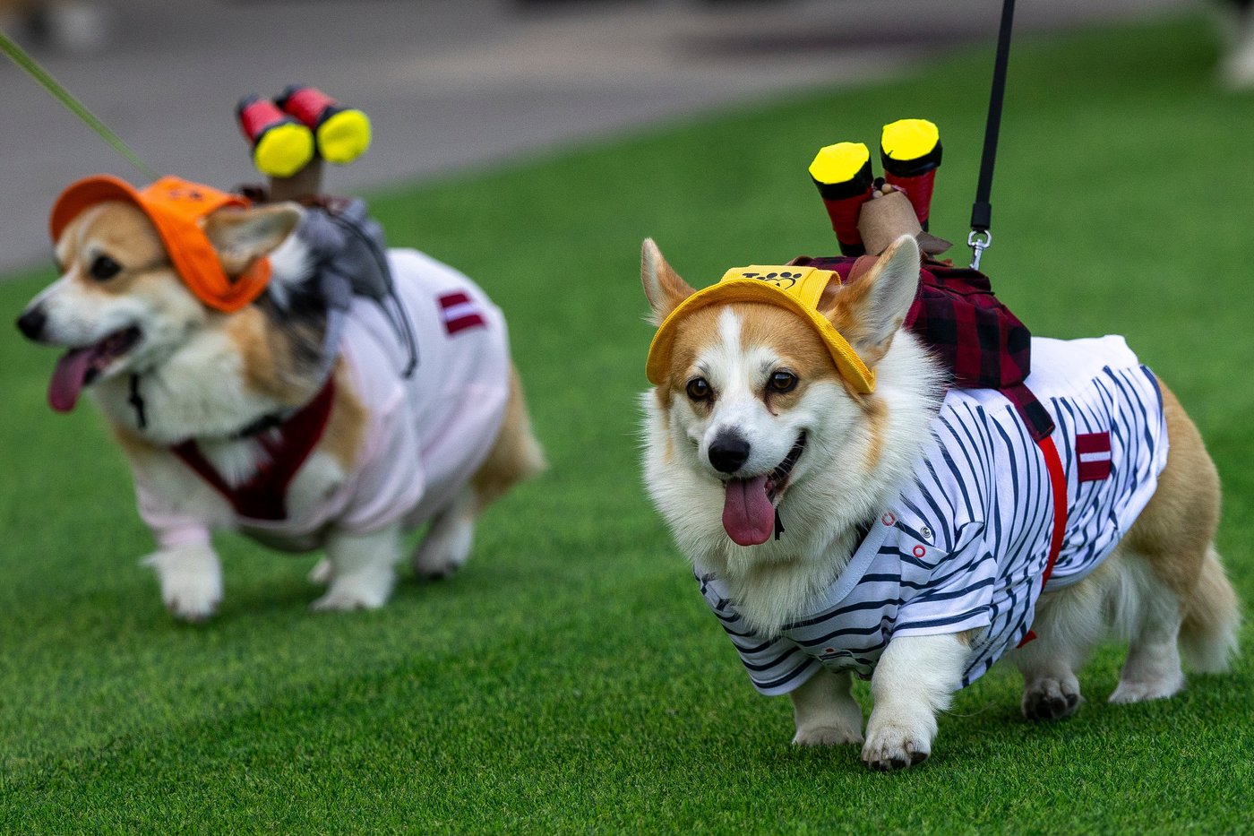 Corgis run, bark and sniff their way to glory at a growing international race | iNFOnews.ca Corgis run, bark and sniff their way to glory at a growing international race | iNFOnews.ca