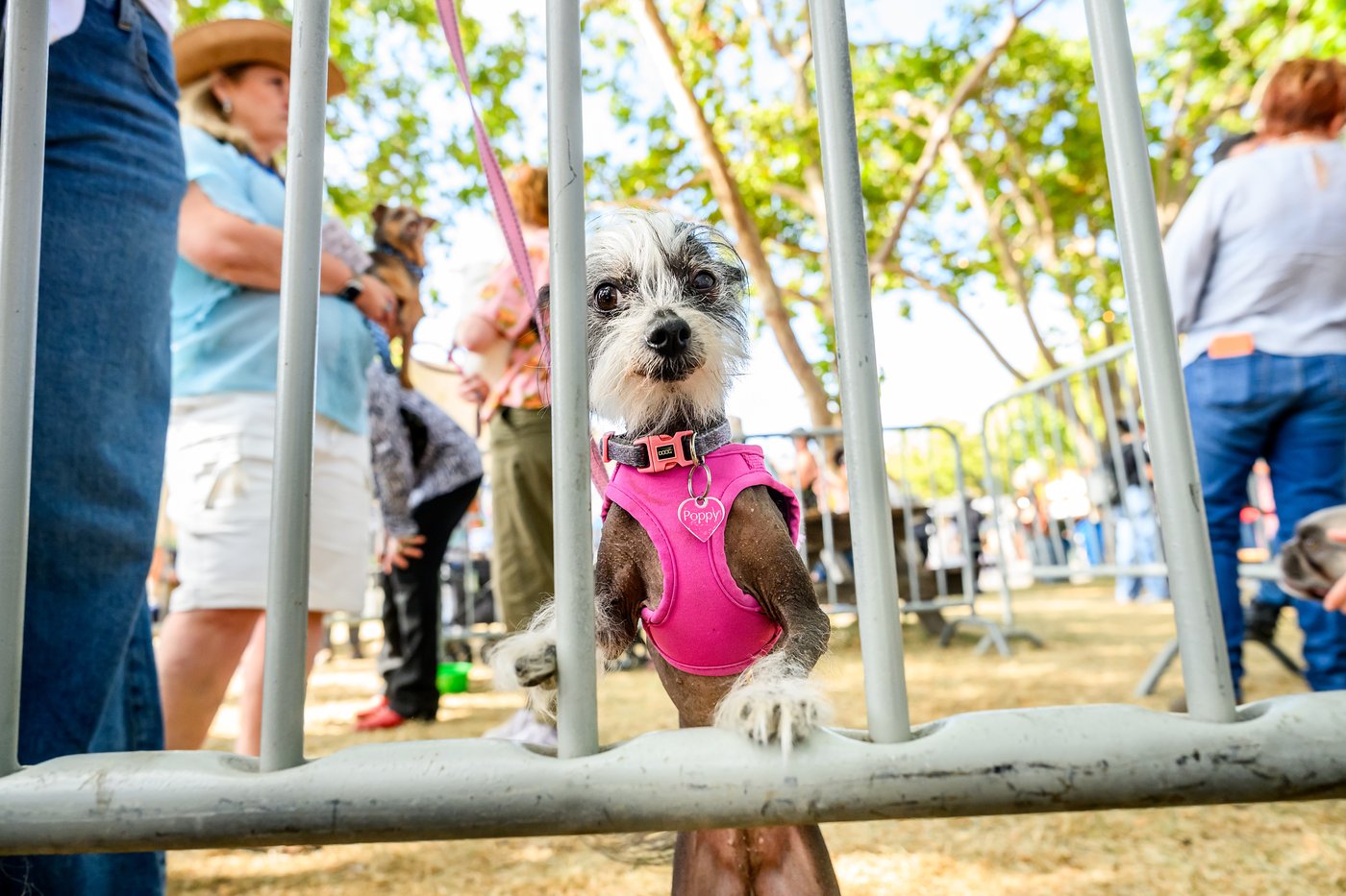 Photos show the World’s Ugliest Dog Contest in California | iNFOnews.ca