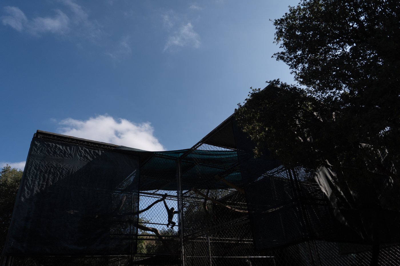 A haven for endangered gibbons, in photos | iNFOnews.ca