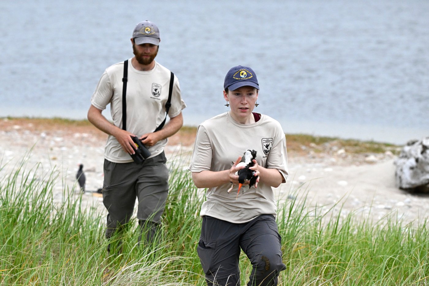 Oystercatchers, known for sharp bills and beady eyes, are making a comeback thanks to conservation | iNFOnews.ca Oystercatchers, known for sharp bills and beady eyes, are making a comeback thanks to conservation | iNFOnews.ca