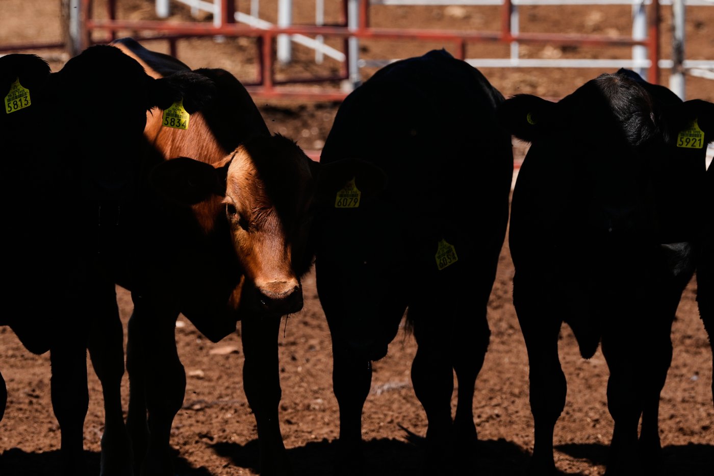 Mexico’s ranchers look north to the US as screwworm ban nears end, in photos | iNFOnews.ca