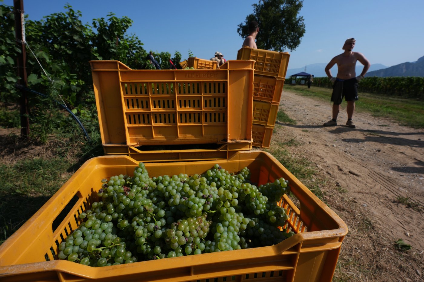 Italy Early Wine Harvest Photo Gallery | iNFOnews.ca