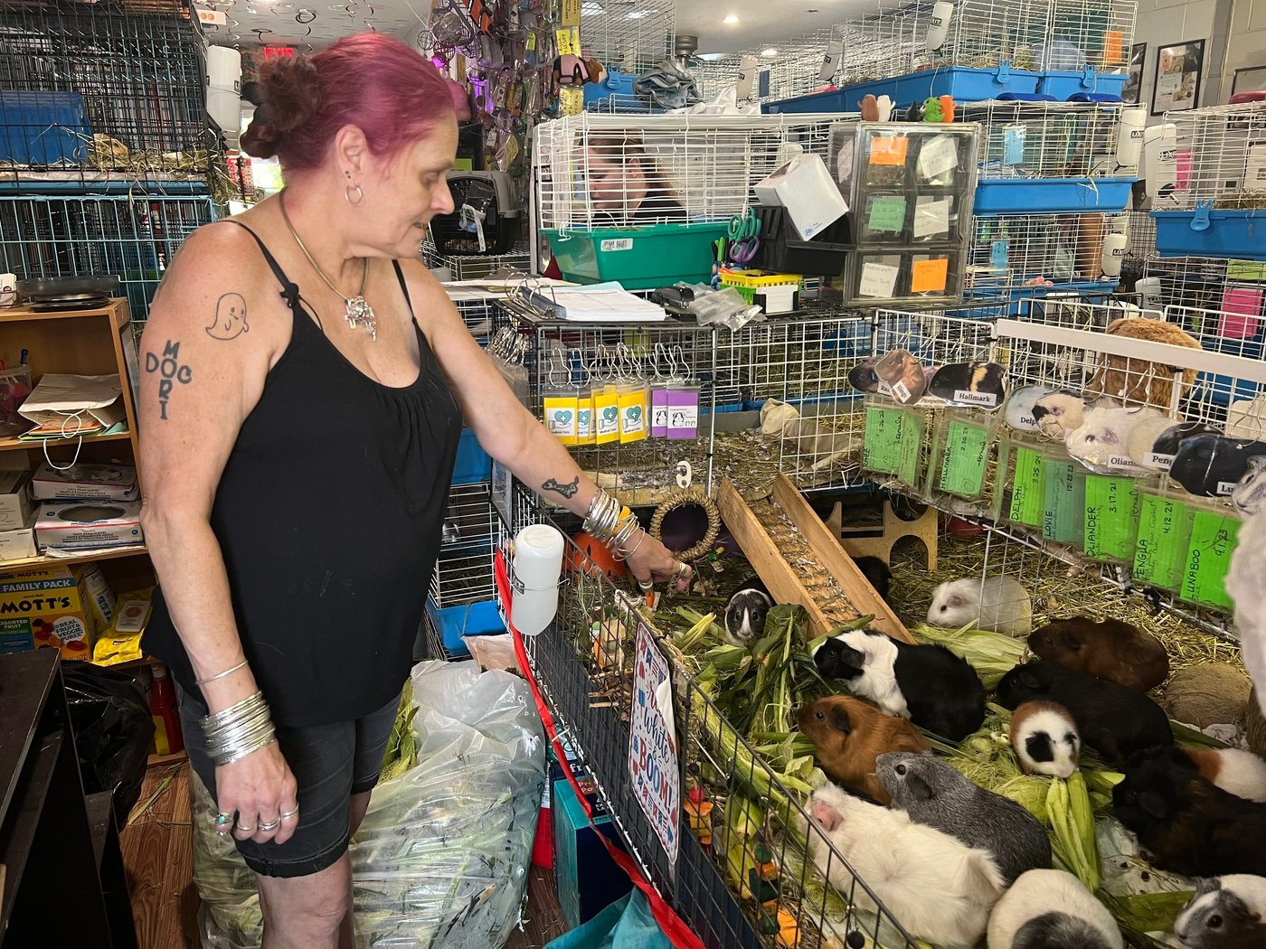 How this Massachusetts sanctuary takes in hundreds of guinea pigs from across the US | iNFOnews.ca