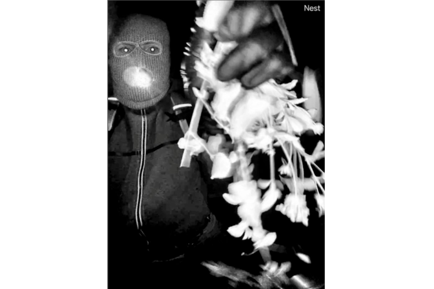 Chilling images from Nancy Guthrie's porch could hold valuable clues about the masked suspect | iNFOnews.ca