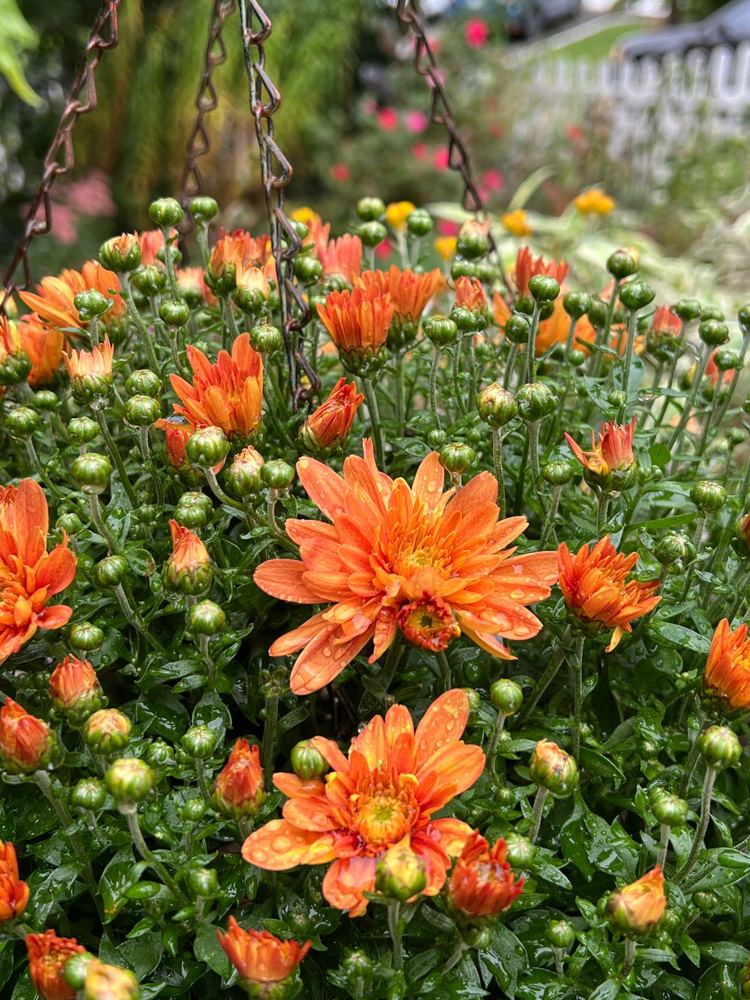These plants add color to gardens and pots when summer flowers fade | iNFOnews.ca These plants add color to gardens and pots when summer flowers fade | iNFOnews.ca