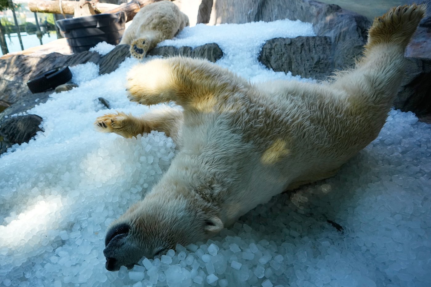 Prague zoo keeps polar bears cool with ice cubes as European summer heatwave hits | iNFOnews.ca