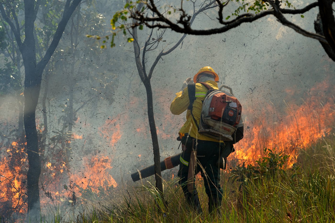 In Brazil’s Cerrado region, Indigenous fire practices reshape wildfire strategy | iNFOnews.ca