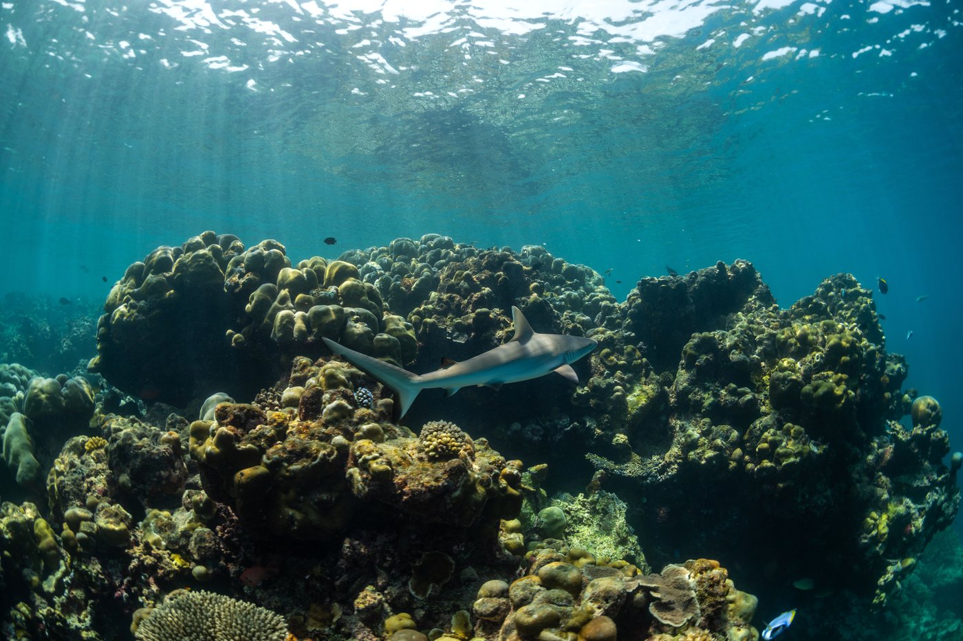 Young activists in the Maldives confront climate threats to their island nation | iNFOnews.ca