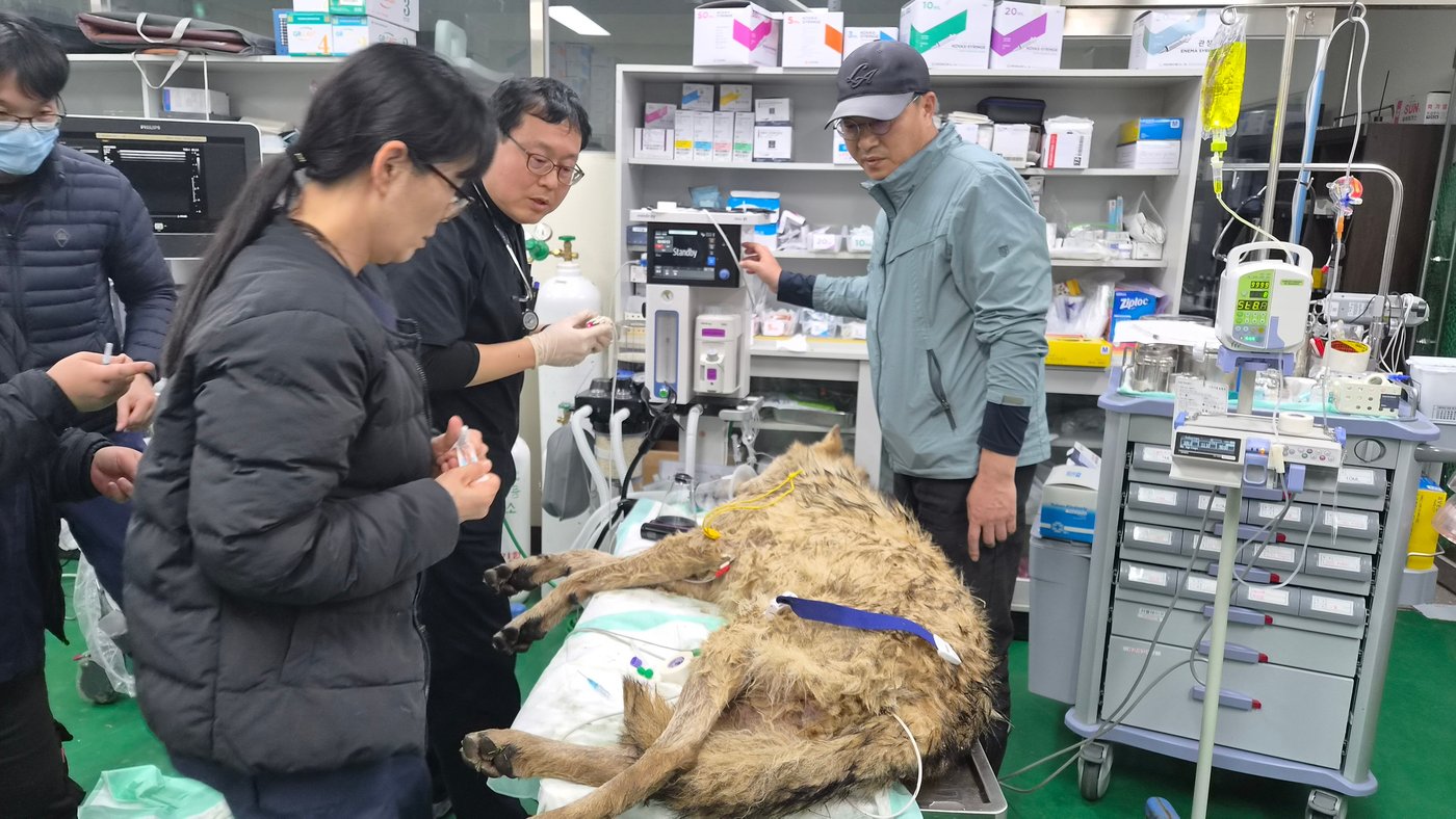 South Koreans breathe sighs of relief as escaped wolf is returned to zoo safely | iNFOnews.ca