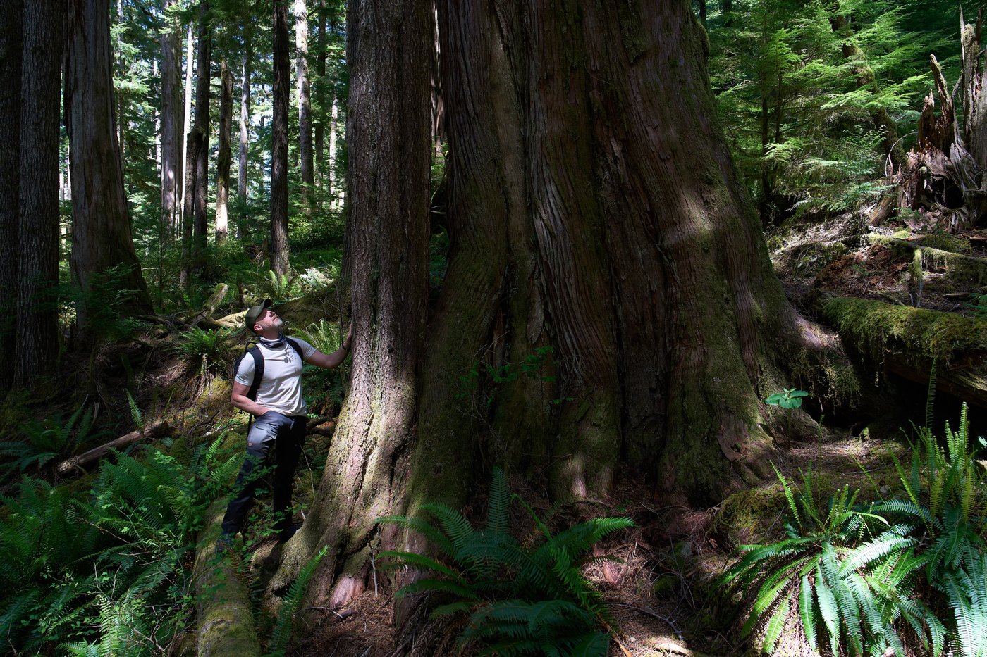 British Columbia is logging its last old growth. Protesters are sleeping in the road to stop it | iNFOnews.ca British Columbia is logging its last old growth. Protesters are sleeping in the road to stop it | iNFOnews.ca