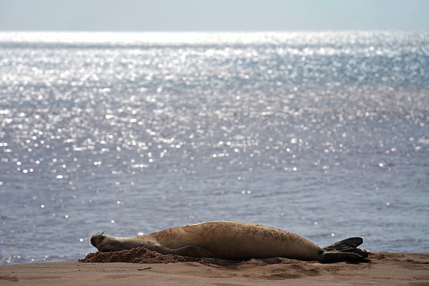 A Viral Hawaiian Monk Seal Changes The Conversation On Molokaʻi | iNFOnews.ca A Viral Hawaiian Monk Seal Changes The Conversation On Molokaʻi | iNFOnews.ca