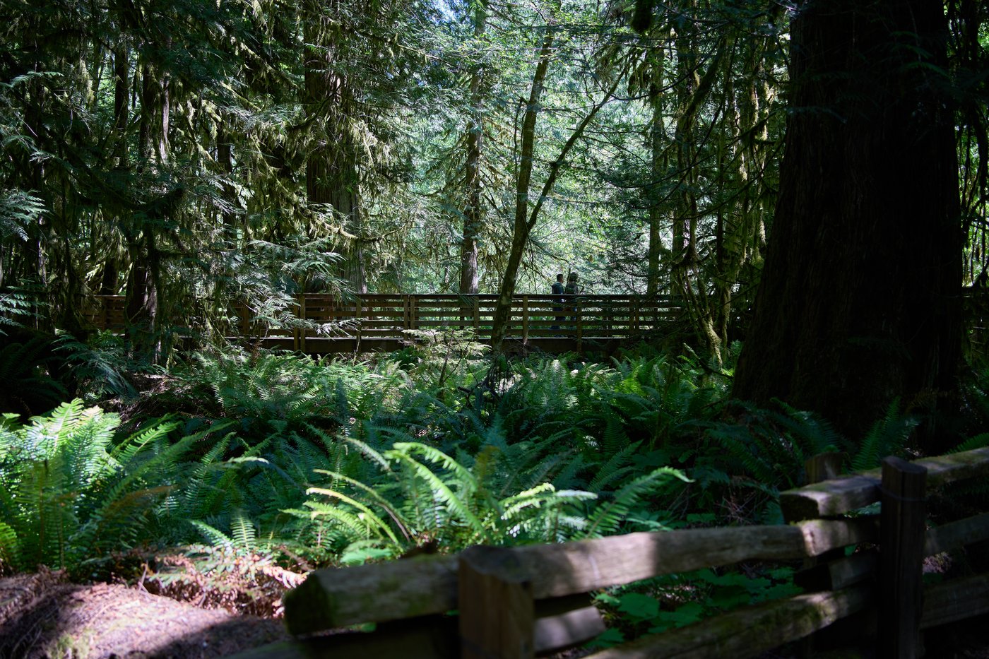 British Columbia is logging its last old growth. Protesters are sleeping in the road to stop it | iNFOnews.ca British Columbia is logging its last old growth. Protesters are sleeping in the road to stop it | iNFOnews.ca